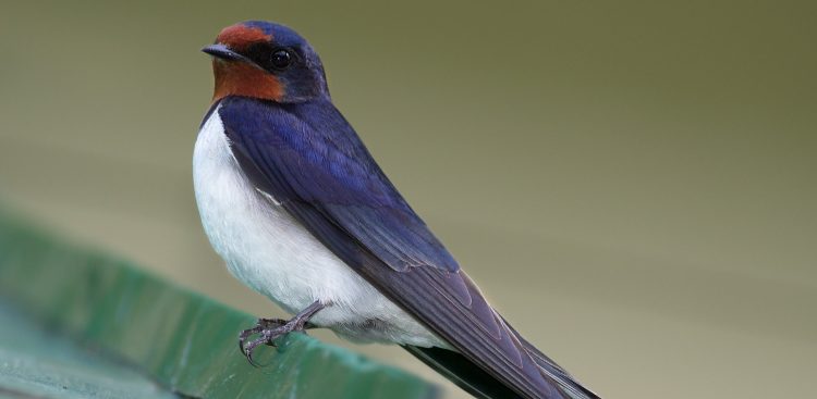 (fot. pl.wikipedia.org)