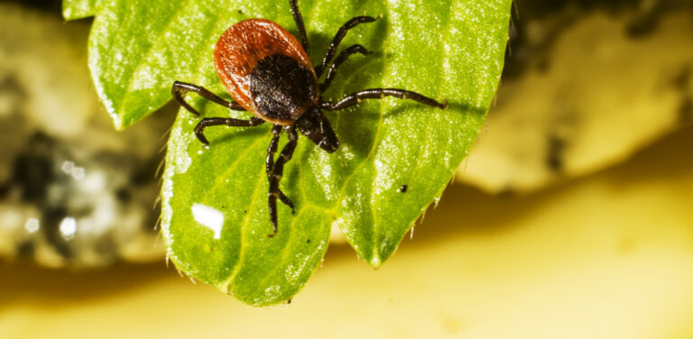 Jeśli znajdziemy kleszcza na ciele, najlepiej jak najszybciej go usunąć.