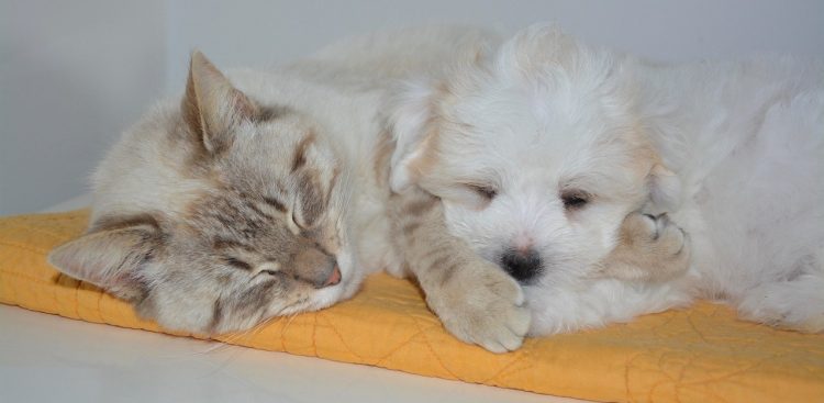 Zdjęcie ilustracyjne (fot. Pixabay)