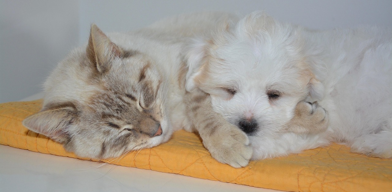 Zdjęcie ilustracyjne (fot. Pixabay)