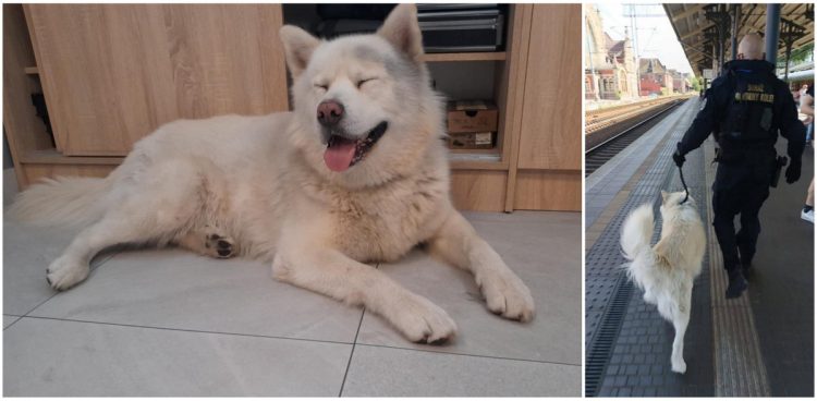 Pies czeka na właściciela w schronisku (fot. Straż Ochrony Kolei)