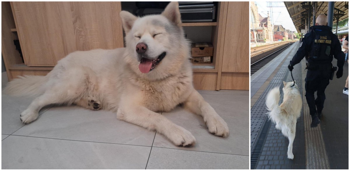 Pies czeka na właściciela w schronisku (fot. Straż Ochrony Kolei)