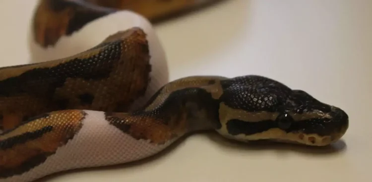 Pyton królewski (Fot. Animalia)