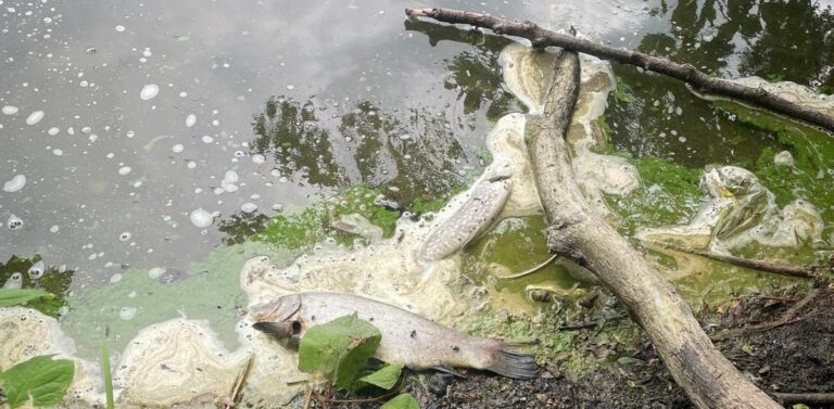 Badanie podstawowych parametrów, takich jak zakwaszenie i temperatura, nie wykazało przekroczeń