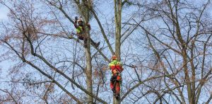 Jemiołę z drzew usuwa się metodą alpinistyczną (fot. GZDiZ/Karol Stańczak)
