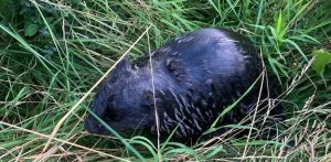 (fot. Straż Miejska w Gdańsku)