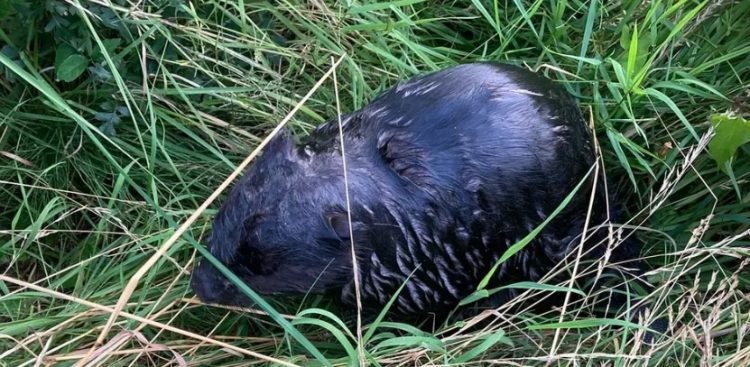 (fot. Straż Miejska w Gdańsku)