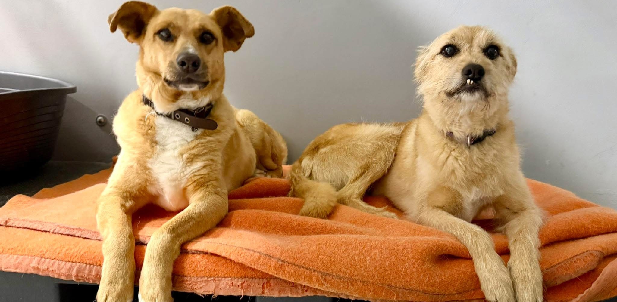 (fot. schronisko dla zwierząt w Słupsku)