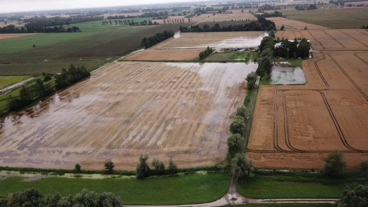 Jak przekazała nam nasza słuchaczka Ania, Żuławy zostały zalane przez wodę, która wystąpiła z rowów. "To gospodarstwo mojego brata na Błotniku. Spadło tam 150 mm deszczu. Całe uprawy są pod wodą" (fot. słuchacz RG)