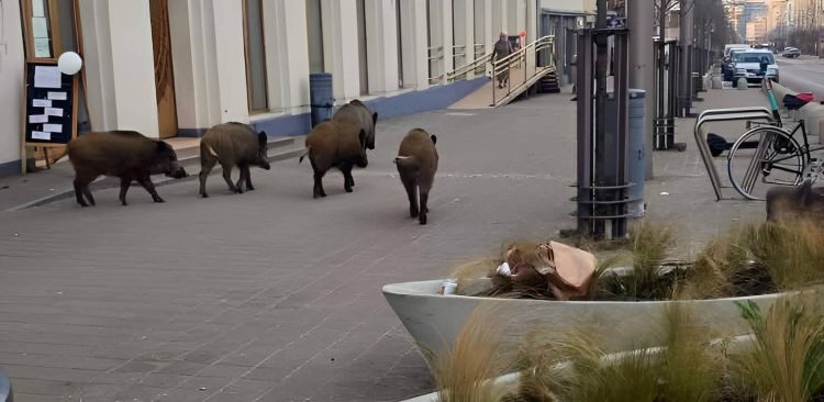 Dziki na ul. Świętojańskiej (fot. mat. pras. UM Gdyni)