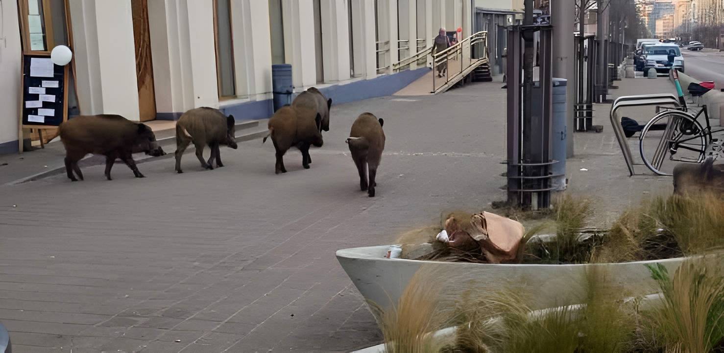 Dziki na ul. Świętojańskiej (fot. mat. pras. UM Gdyni)