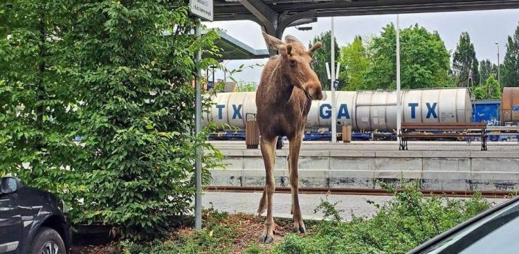 Łoś zwiedzał Kwidzyn, 12.07.2025 r. (fot. KPP w Kwidzynie)
