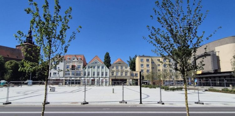 Drzewa na Starym Rynku w Słupsku (fot. Radio Gdańsk/Przemysław Woś)