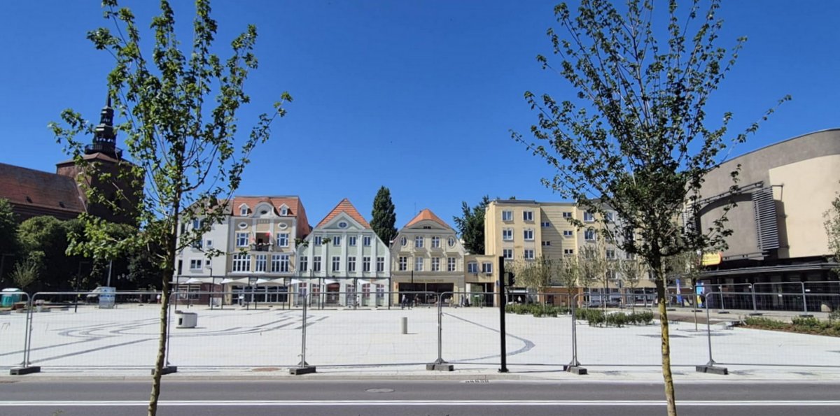 Drzewa na Starym Rynku w Słupsku (fot. Radio Gdańsk/Przemysław Woś)