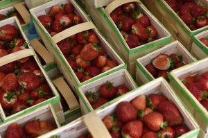 Truskawkobranie na Złotej Górze na Kaszubach (fot. Maciej Kosycarz / KFP)