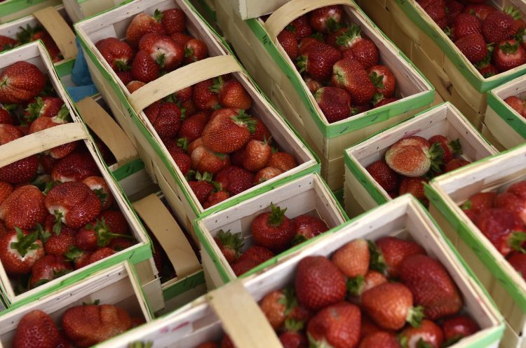 Truskawkobranie na Złotej Górze na Kaszubach (fot. Maciej Kosycarz / KFP)