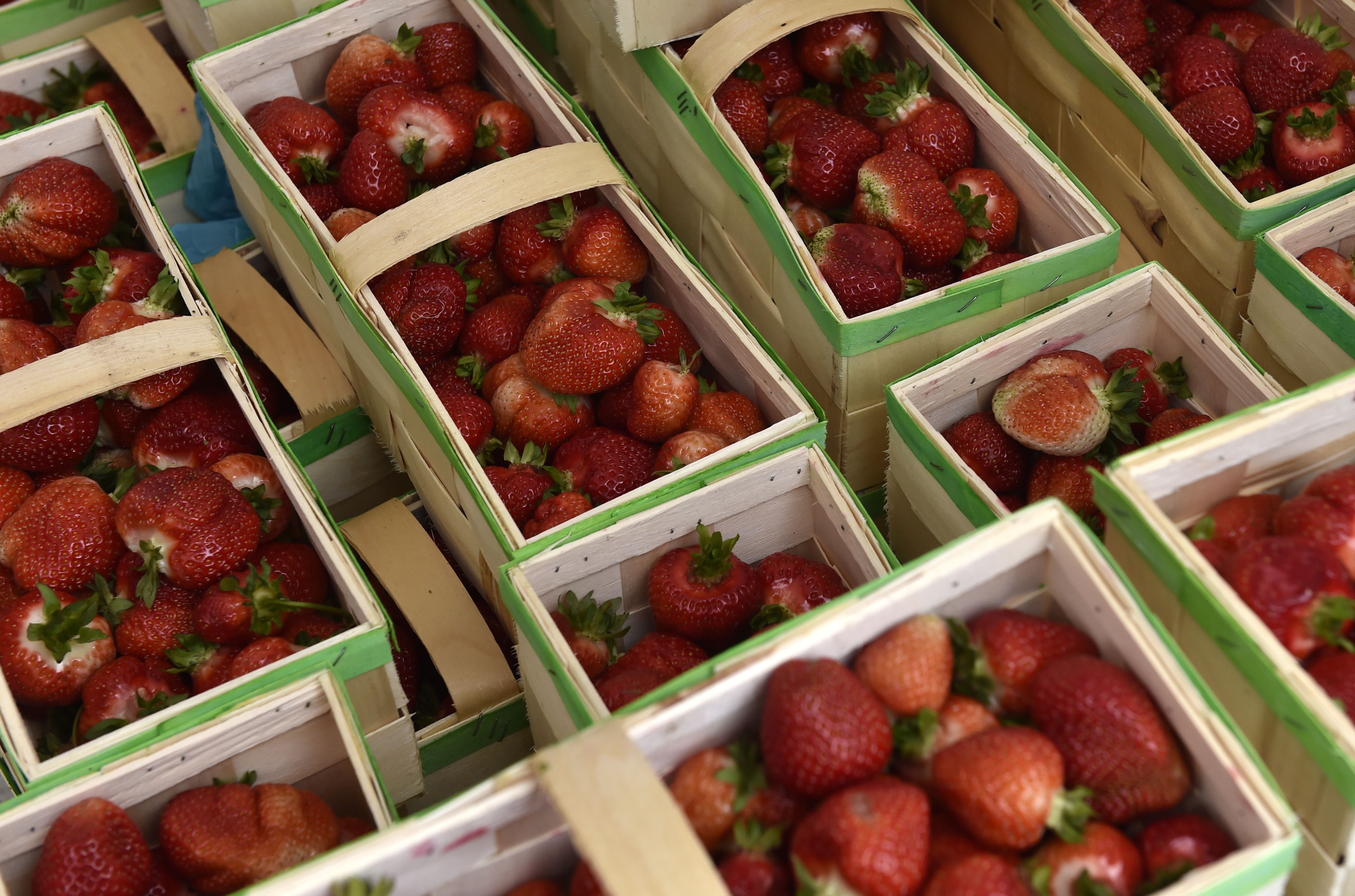 Truskawkobranie na Złotej Górze na Kaszubach (fot. Maciej Kosycarz / KFP)