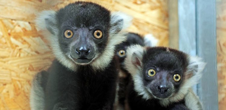 (fot. Gdański Ogród Zoologiczny/Anna Olszewska)