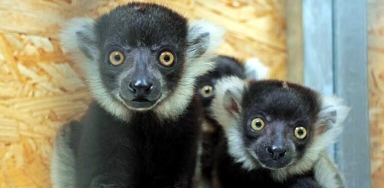 Lemury wari (fot. Gdański Ogród Zoologiczny)