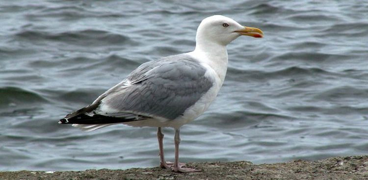 Mewa srebrzysta (fot. Wikimedia Commons)