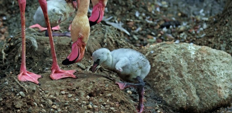 Młody flaming (fot. Gdański Ogród Zoologiczny/Paweł Ciesielski)
