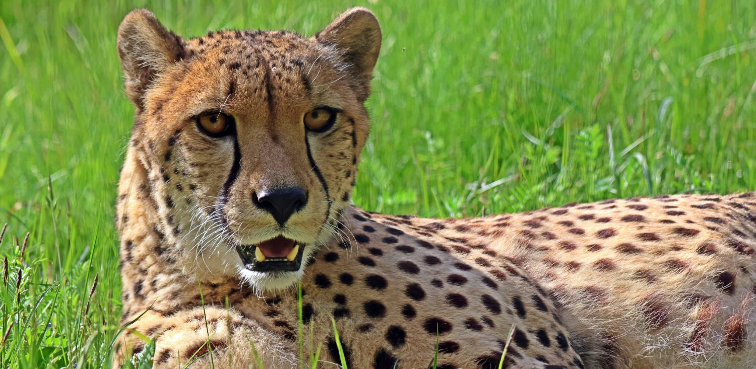 Samiec Cassis (fot. Anna Olszewska)