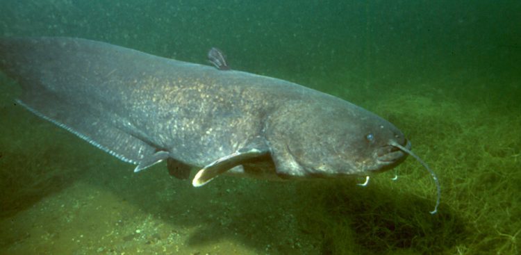 Sum, zdjęcie ilustracyjne (fot. Wikimedia Commons)