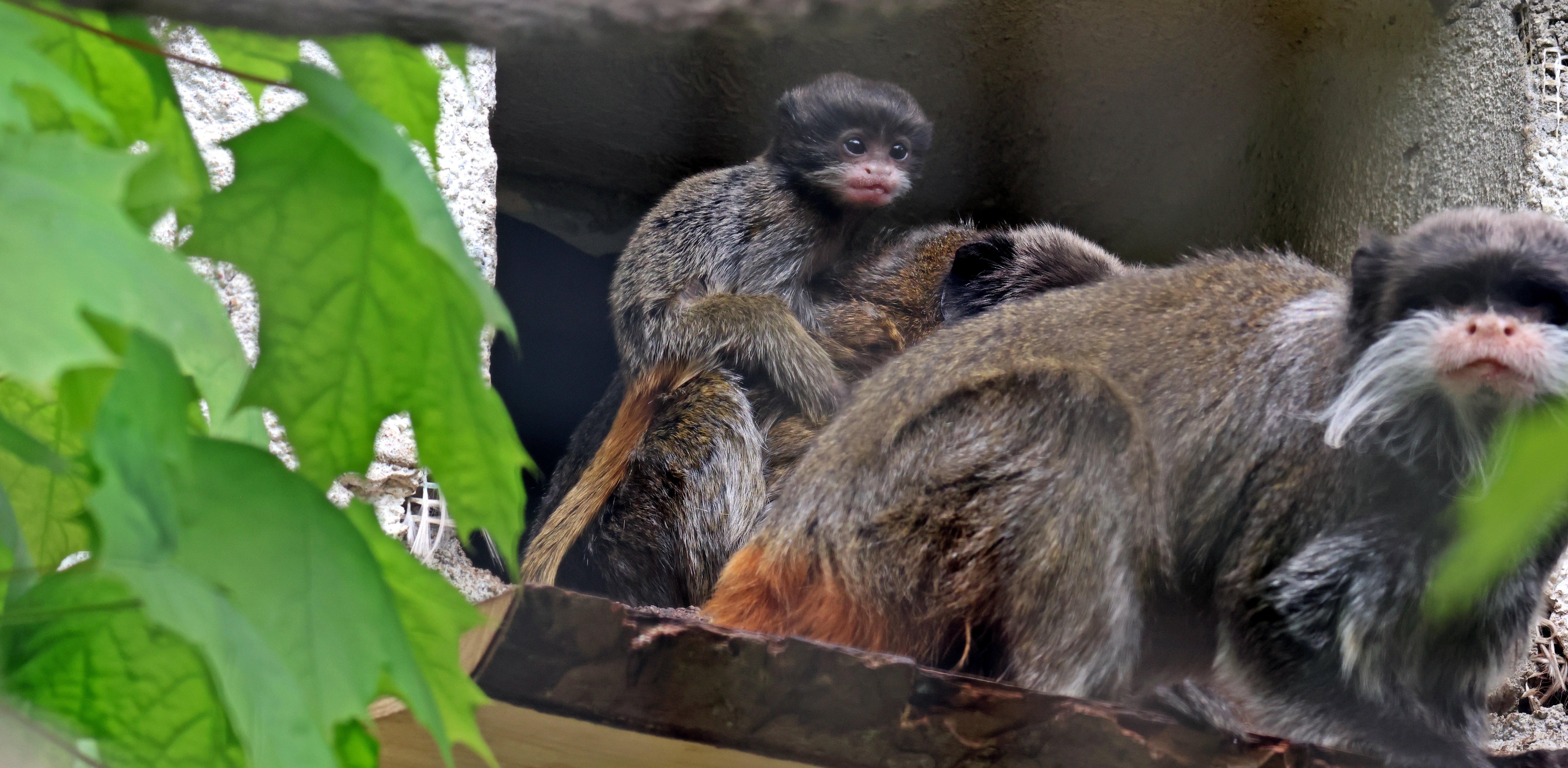 (fot. Gdański Ogród Zoologiczny)