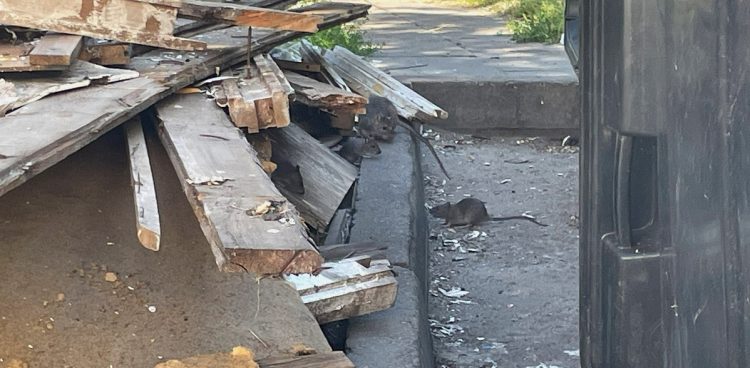 (fot. Radio Gdańsk/Tymon Nieśmiałek)