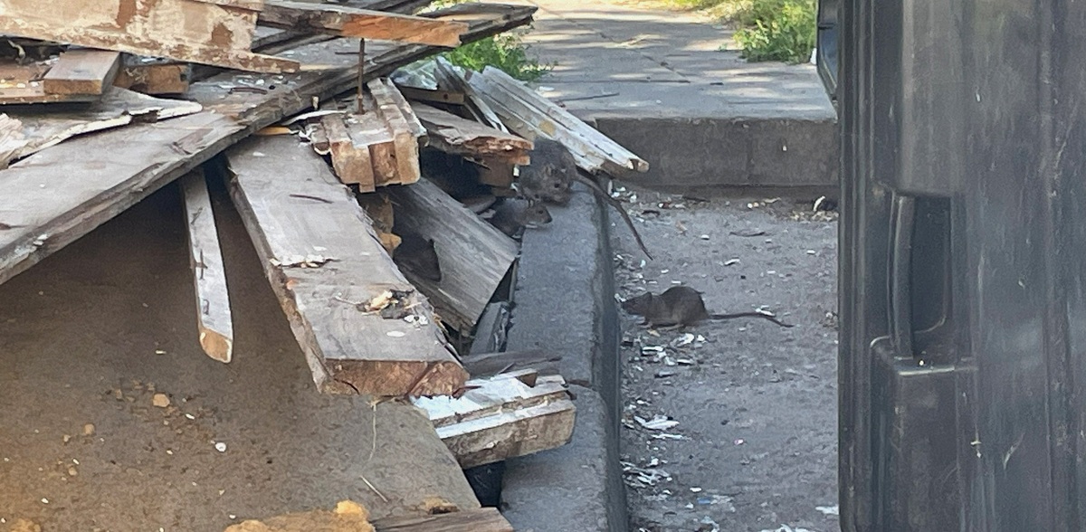 (fot. Radio Gdańsk/Tymon Nieśmiałek)