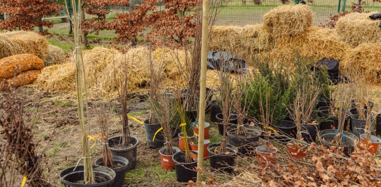 Trzeci mikrolas w Gdańsku (fot. gdansk.pl/Dominik Paszliński)