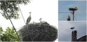 (fot. Radio Gdańsk/Przemysław Woś)