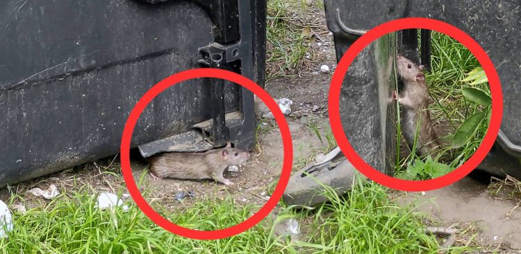 Szczury na podwórku u zbiegu ul. Rajskiej i Heweliusza (fot. Radio Gdańsk/Mateusz Czerwiński)