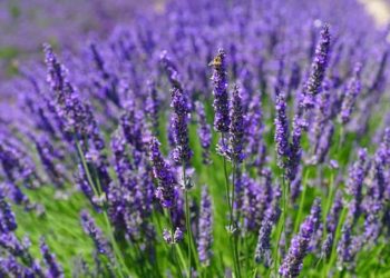 Lawenda, zdjęcie ilustracyjne (fot. Pixino)