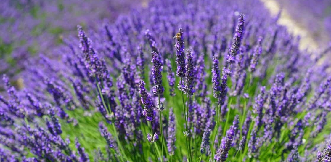 Lawenda, zdjęcie ilustracyjne (fot. Pixino)
