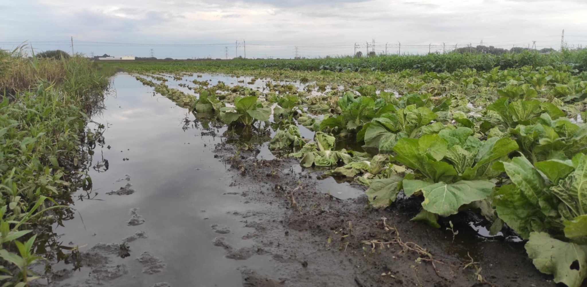 Rolnicy nie bez przyczyny apelują o ogłoszenie stanu klęski żywiołowej. Na niektórych gospodarstwach straty mogą sięgać 100 procent (fot. Radio Gdańsk/Mateusz Czerwiński)