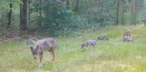 (fot. Katedra Ekologii i Zoologii Kręgowców UG)