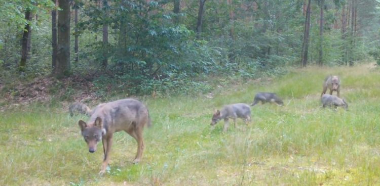 (fot. Katedra Ekologii i Zoologii Kręgowców UG)