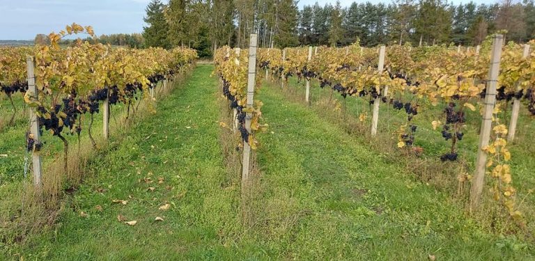 (fot. Radio Gdańsk/Przemysław Woś)