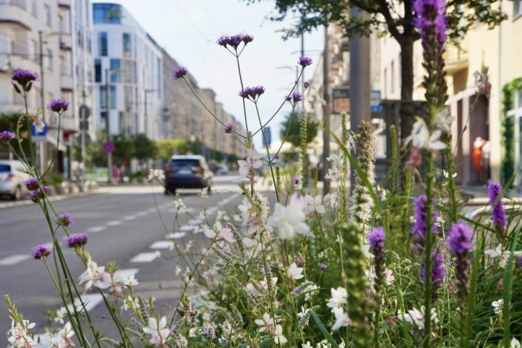 (fot. Ogrodnik Miasta Gdyni)