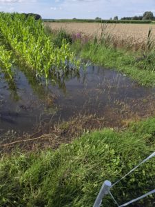 Zalane pola na Żuławach (fot. Radio Gdańsk/Mateusz Czerwiński)