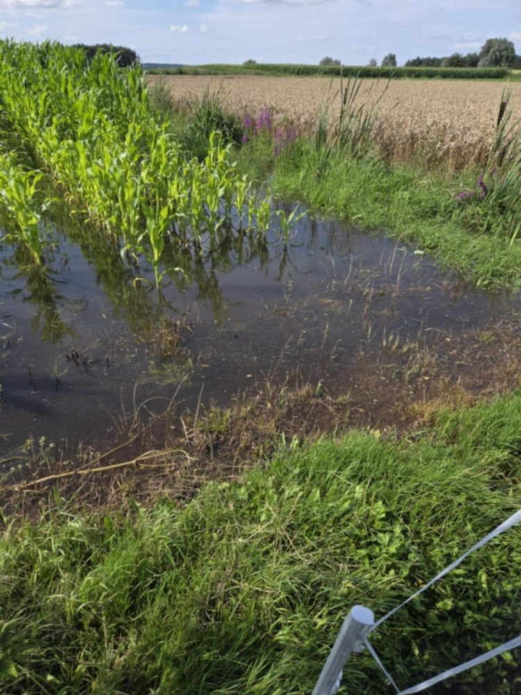 Zalane pola na Żuławach (fot. Radio Gdańsk/Mateusz Czerwiński)