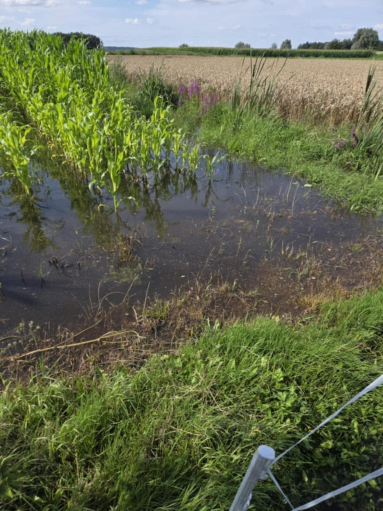 Zalane pola na Żuławach (fot. Radio Gdańsk/Mateusz Czerwiński)