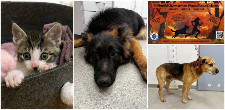 Schronisko dla zwierząt w Słupsku zaprasza na XI Słupski Bieg Charytatywny na rzecz zwierząt (fot. Schronisko dla Bezdomnych Zwierząt w Słupsku)