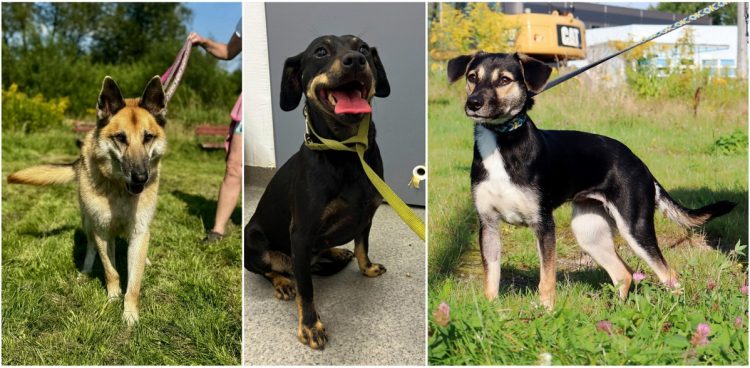 (fot. 
Schronisko dla Zwierząt w Słupsku)