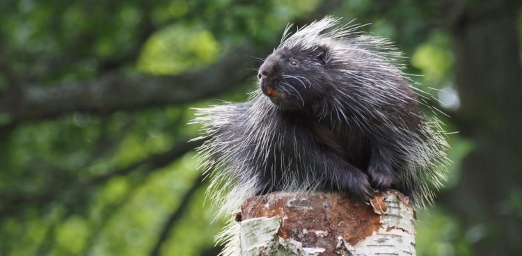 Z jesiennych przysmaków skorzysta m.in. mieszkający w zoo urson amerykański (fot. Gdański Ogród Zoologiczny)