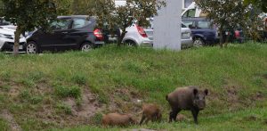 Stado dzików na osiedlu w Gdyni Cisowej (fot. KFP/Andrzej J. Gojke)