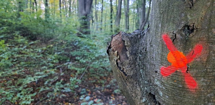 Leśnictwo Matemblewo. Drzewa oznaczone przez leśników (fot. Radio Gdańsk/Sebastian Kwiatkowski)