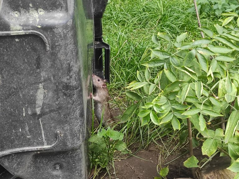 Szczury żerują w porozrzucanych śmieciach na podwórku w Gdańsku (fot. Radio Gdańsk/Mateusz Czerwiński)