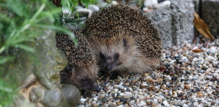 Ciepłą jesienią jeże się wybudzają i są zdezorientowane (fot. Pixabay)